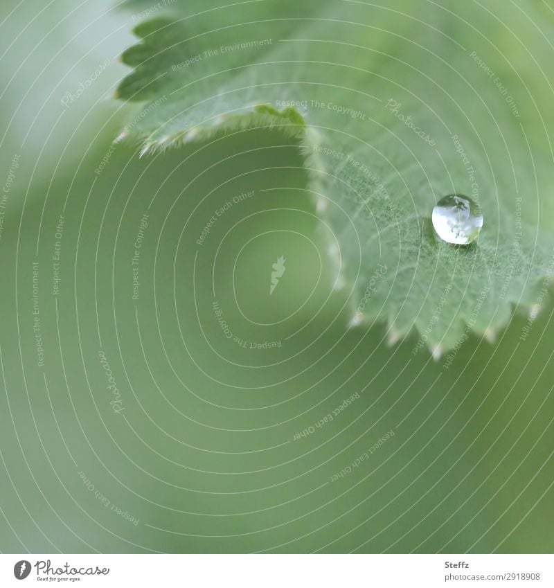 ein Regentropfen Frauenmantel Frauenmantelblatt Alchemilla Tropfenbild Wassertropfen Tau Mai hydrophob Lotuseffekt minimalistisch Blattadern Zacken natürlich