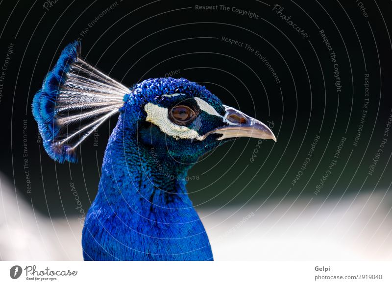 Erstaunliches Porträt eines blauen Pfaus mit einer schönen Farbe. elegant Mann Erwachsene Ausstellung Zoo Natur Tier Park Vogel hell natürlich grün türkis