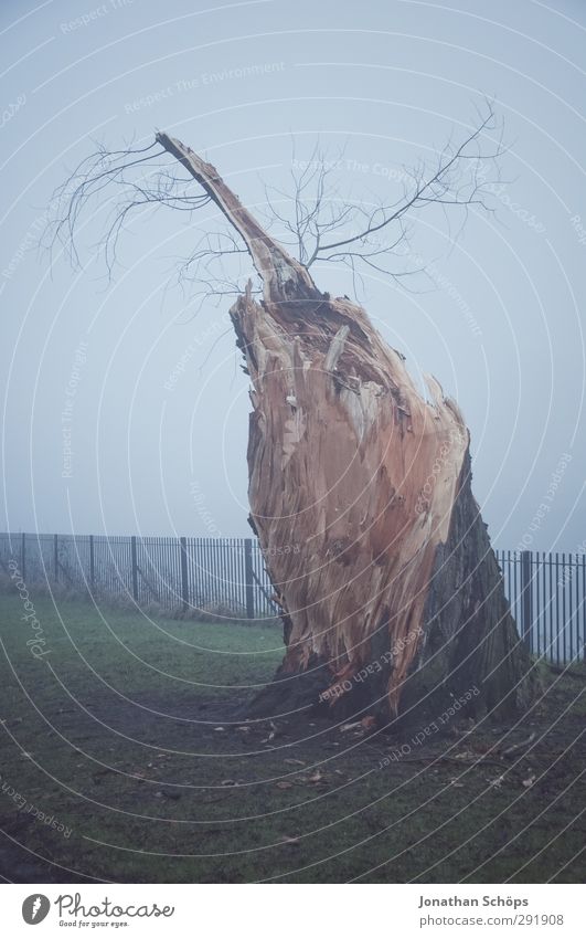Baumrest im Nebel Umwelt Natur Herbst Winter Park Wiese Glasgow Großbritannien Schottland ruhig Traurigkeit Einsamkeit Baumstumpf Blitzschlag Tod Totholz