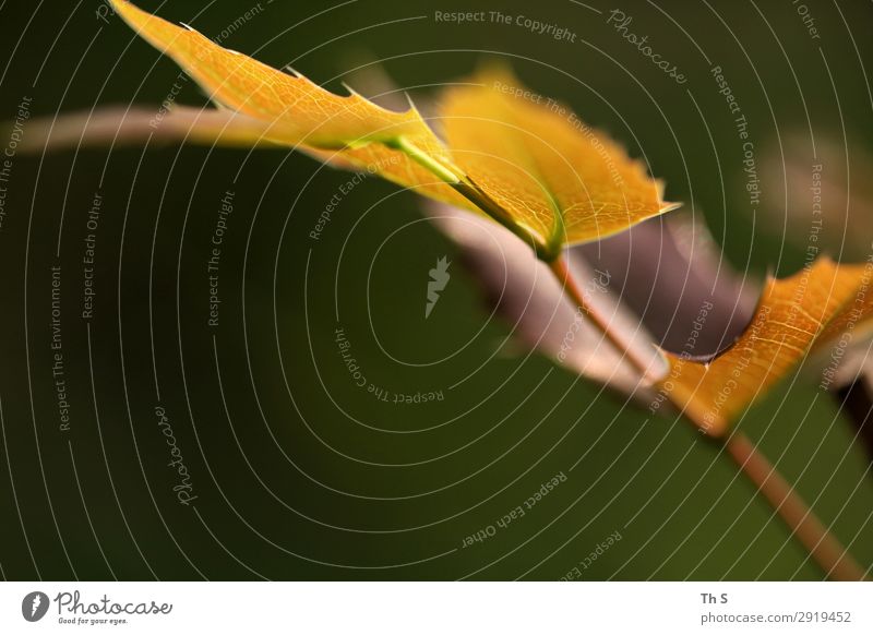 Blatt Natur Pflanze Frühling Herbst Blühend verblüht ästhetisch authentisch einfach elegant natürlich braun gelb grün Gelassenheit geduldig ruhig einzigartig