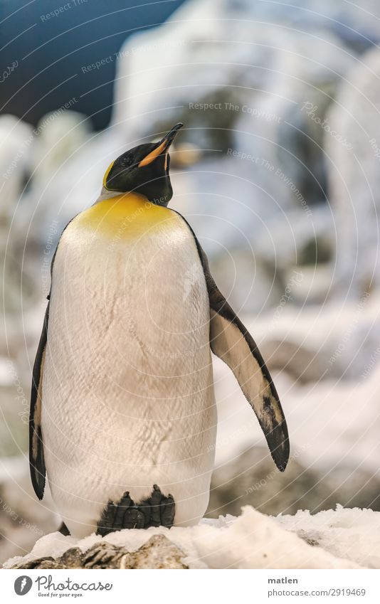 Pinguin Landschaft Klimawandel Schönes Wetter Eis Frost Tier Vogel 1 kalt blau gelb weiß Farbfoto Außenaufnahme Nahaufnahme Textfreiraum links