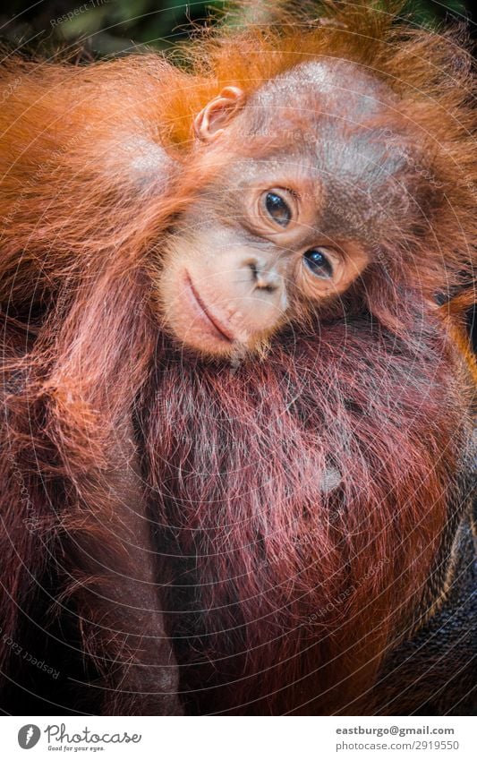 Der süßeste Baby-Orang-Utan der Welt kuschelt sich mit seiner Mutter in Borneo. Ferien & Urlaub & Reisen Kind Erwachsene Kindheit Natur Tier Baum Park Wald