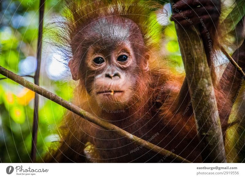 Der süßeste Baby-Orang-Utan der Welt schaut in die Kamera auf Borneo. Ferien & Urlaub & Reisen Kind Kindheit Natur Tier Baum Park Wald Urwald Pelzmantel