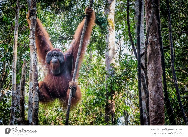 Ein männlicher Orang-Utan liegt in einem Baum. Insel Mann Erwachsene Natur Tier Park Wald Urwald schaukeln wild rot Menschenaffen Asien Borneo Erhaltung