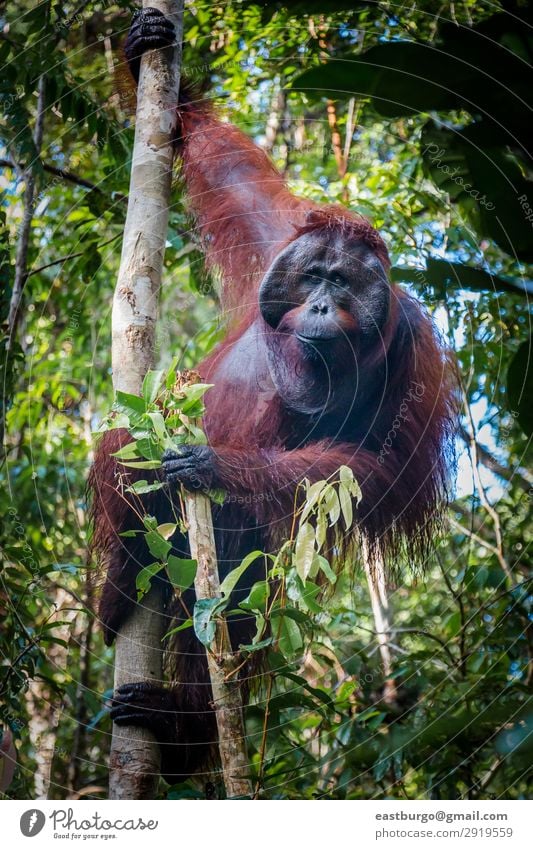 Ein magischer männlicher Orang-Utan, der in einem Baum hängt, schaut auf die Linse. Insel Mann Erwachsene Natur Tier Park Wald Urwald schaukeln wild rot