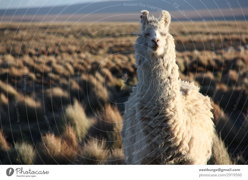 Ein Lama schaut in die Linse im Altiplano in Bolivien. schön Ferien & Urlaub & Reisen Tourismus Berge u. Gebirge Natur Landschaft Tier Wiese Pelzmantel Fressen