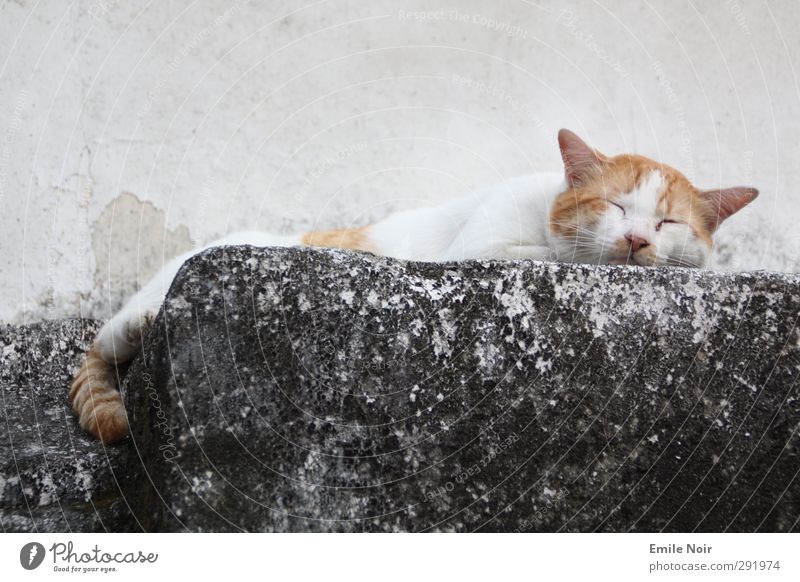 Chilli Mieze Tier Haustier Katze 1 Stein schlafen Coolness Zufriedenheit Farbfoto Außenaufnahme Detailaufnahme Textfreiraum oben Hintergrund neutral Tag
