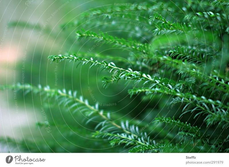Das Grünzeug  von der Hecke Taxus Eibe Heckenpflanze Grünpflanze Jungpflanze Eibennadeln Nadelbaumzweig Nadelbaumzweige Nadelgehölz Sträucher Heckenpflanzen