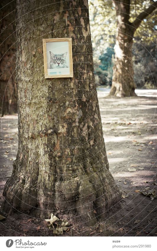 Da haut´s de Mietz an' Boom! Umwelt Natur Baum Park Katze Tiergesicht hängen außergewöhnlich lustig trocken braun gold Bild Baumstamm Bilderrahmen Katzenbaum