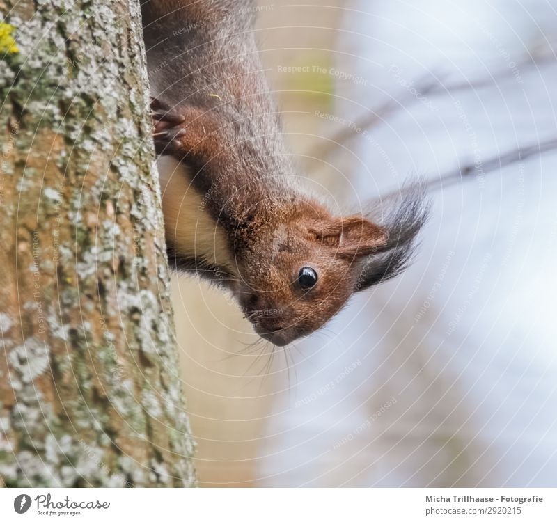 Junges neugieriges Eichhörnchen Natur Tier Himmel Sonnenlicht Schönes Wetter Baum Wald Wildtier Tiergesicht Fell Krallen Pfote Tierjunges Nachkommen Auge Ohr 1