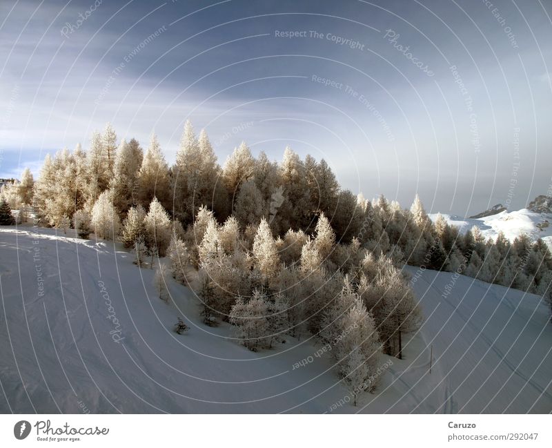Wuz Winter Schnee Berge u. Gebirge Umwelt Natur Landschaft Luft Himmel Eis Frost Baum Wald Alpen beobachten kalt blau braun weiß ruhig Einsamkeit Abenteuer