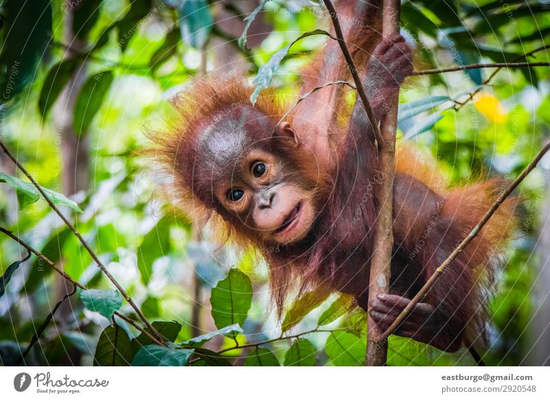 Der süßeste Baby-Orang-Utan der Welt hängt in einem Baum. Ferien & Urlaub & Reisen Kind Kindheit Natur Tier Park Wald Urwald Pelzmantel Tierjunges
