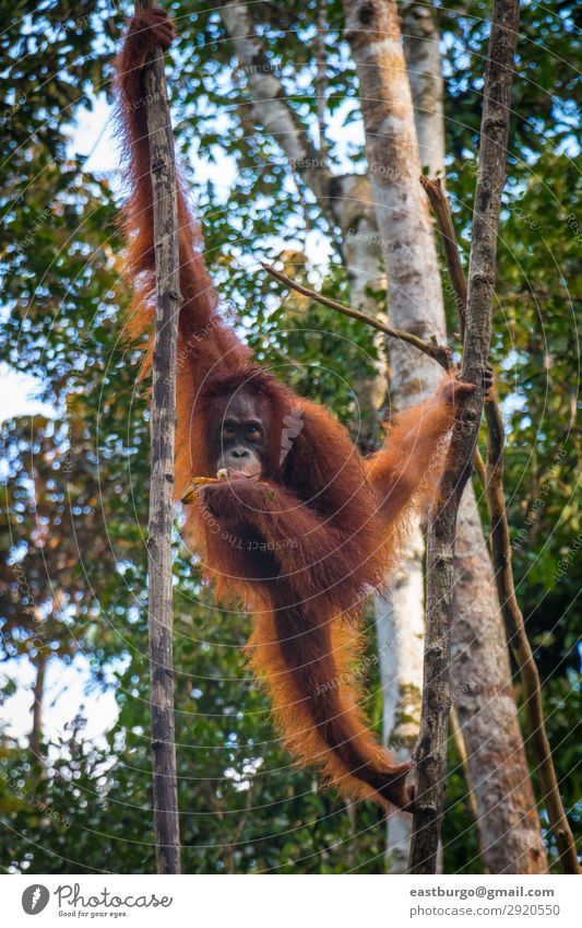 Ein Oragutan isst Bananen in einem Baum auf Borneo. Insel Natur Tier Regen Park Wald Urwald schaukeln wild rot Tiere Menschenaffen Asien Erhaltung Ökotourismus