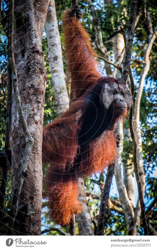Ein männlicher Orang-Utan, der in einem Baum Wache steht. Insel Mann Erwachsene Natur Tier Regen Park Wald Urwald schaukeln wild rot Tiere Menschenaffen Asien