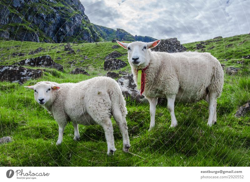 Zwei Schafe starren in die Kamera auf der Insel Lofoton in Norwegen. schön Ferien & Urlaub & Reisen Tourismus Meer Berge u. Gebirge Natur Landschaft Tier Himmel