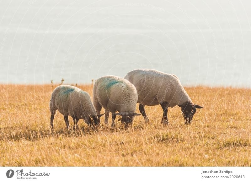 Drei Schafe fressend auf dem Feld Landwirtschaft Tier Nutztier ästhetisch England Großbritannien Sussex Wiese Weide Nahrungssuche Bauernhof Natur natürlich
