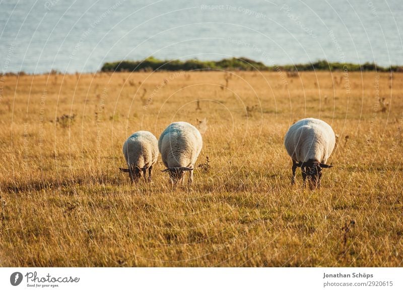 Drei Schafe fressend auf dem Feld Landwirtschaft Tier Nutztier England Großbritannien Sussex Wiese Weide Nahrungssuche Bauernhof Natur natürlich Abendsonne