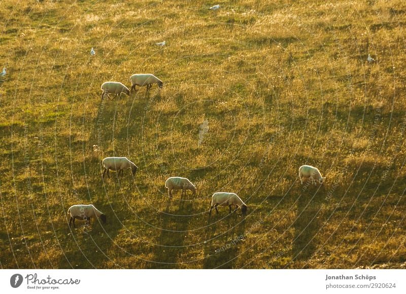 Schafherde in der Abendsonne auf dem Feld Landwirtschaft Tier Nutztier England Großbritannien Sussex Wiese Weide Nahrungssuche Bauernhof Natur natürlich