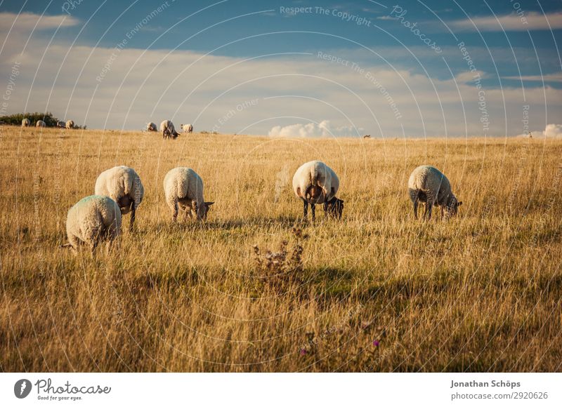 Schafherde auf dem Feld Landwirtschaft Tier Nutztier ästhetisch England Großbritannien Sussex Wiese Weide rückwärts hinten Nahrungssuche Bauernhof Natur