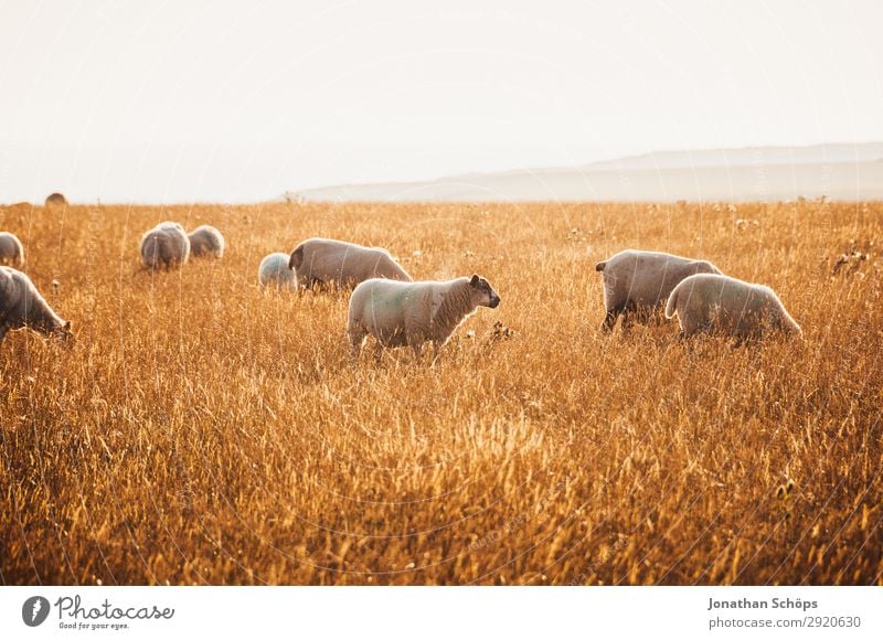 Schafherde auf dem Feld Landwirtschaft Tier Nutztier ästhetisch England Großbritannien Sussex Wiese Weide Seite Nahrungssuche Bauernhof Natur natürlich