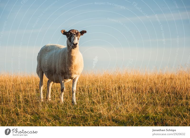 Schaf auf einer Weide Landwirtschaft Forstwirtschaft Tier Feld Küste Nutztier 1 ästhetisch England Großbritannien Sussex Fressen Wiese Seite Nahrungssuche