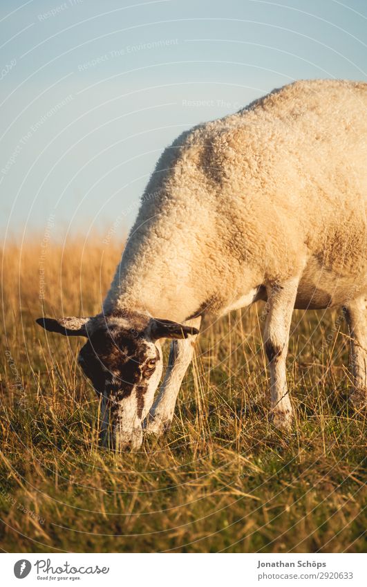 Schaf beim Fressen auf einer Wiese Landwirtschaft Forstwirtschaft Tier Feld Küste Nutztier 1 ästhetisch England Großbritannien Sussex Weide Seite Nahrungssuche