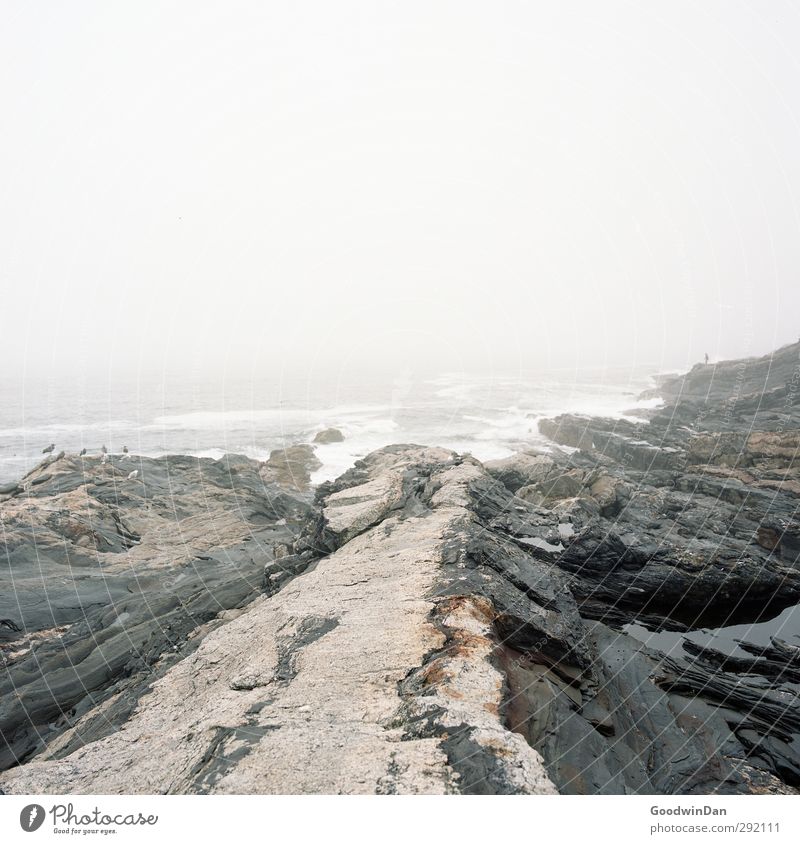Salz in der Lunge. Umwelt Natur Urelemente Erde Wasser Felsen Wellen Küste Riff Meer außergewöhnlich bedrohlich authentisch kalt trist Stimmung Farbfoto