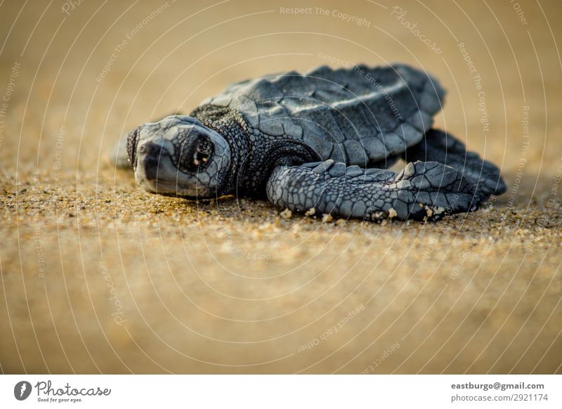 Eine Baby-Seeschildkröte kämpft nach dem Schlüpfen ums Überleben. Strand Meer Natur Tier Sand klein wild Tiere Tiere Reptilien baja baja halbinsel cabo pulmo