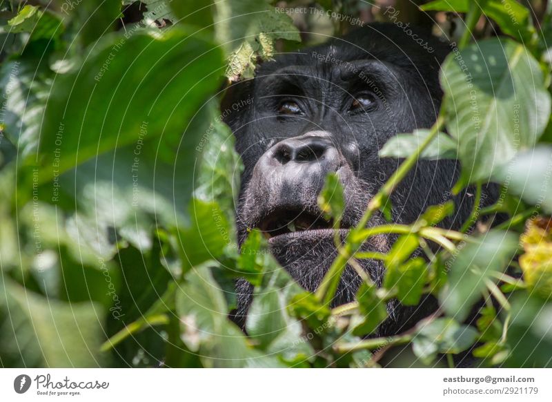 Ein engelsgleicher Gorilla im undurchdringlichen Wald von Uganda. Ferien & Urlaub & Reisen Tourismus Safari Berge u. Gebirge Natur Pflanze Tier Park Urwald