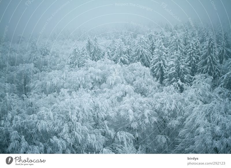 verschneite Baumwipfel.Winterwald Natur Nebel Eis Frost Schnee Wald kalt schön blau ruhig Frieden Idylle Klima Perspektive Umwelt Wandel & Veränderung Baumkrone