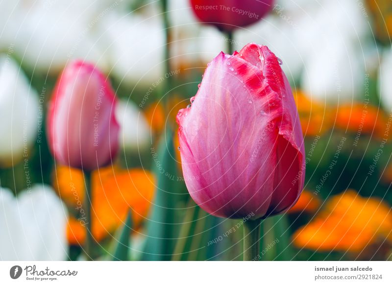 rote Tulpe im Garten im Frühjahr in der Natur Blume Blütenblatt Pflanze geblümt Dekoration & Verzierung Romantik Beautyfotografie zerbrechlich frisch