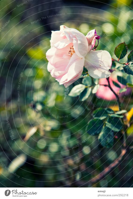 es duftet nacht Frühling Umwelt Natur Pflanze Schönes Wetter Blume Rose Duft natürlich grün rosa Farbfoto Außenaufnahme Menschenleer Tag Licht