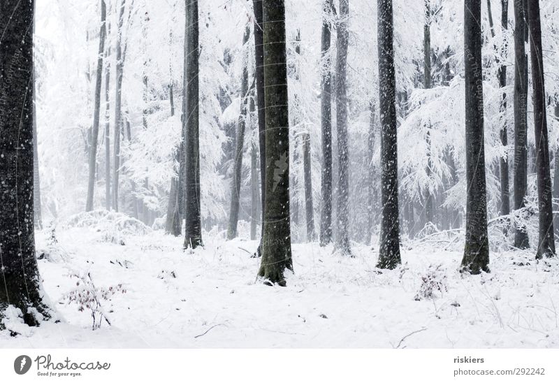 so muss winter!! Umwelt Natur Urelemente Winter Wetter Schönes Wetter Nebel Schnee Schneefall Wald schwarz weiß Gefühle ruhig Idylle kalt Farbfoto