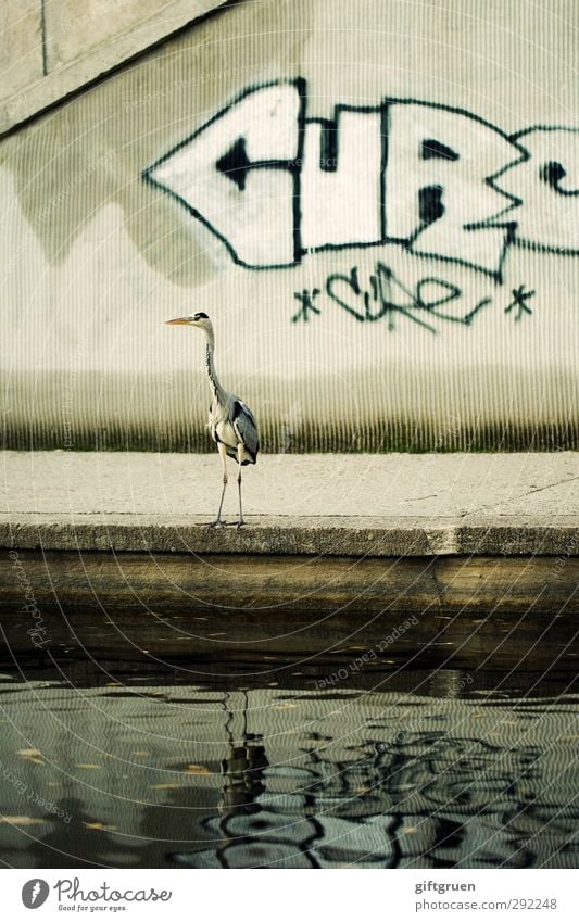 schmierfink Stadt Mauer Wand Tier Wildtier Vogel 1 Zeichen Schriftzeichen Graffiti stehen grau Wasser Reiher außergewöhnlich skurril Stadtleben Schmiererei