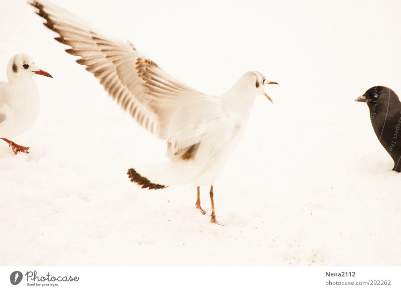 Black & White Umwelt Natur Tier Erde Winter Eis Frost Schnee Wiese Vogel Tiergesicht Flügel 3 kämpfen Aggression weiß Möwe Möwenvögel Dohle schwarz Rassismus