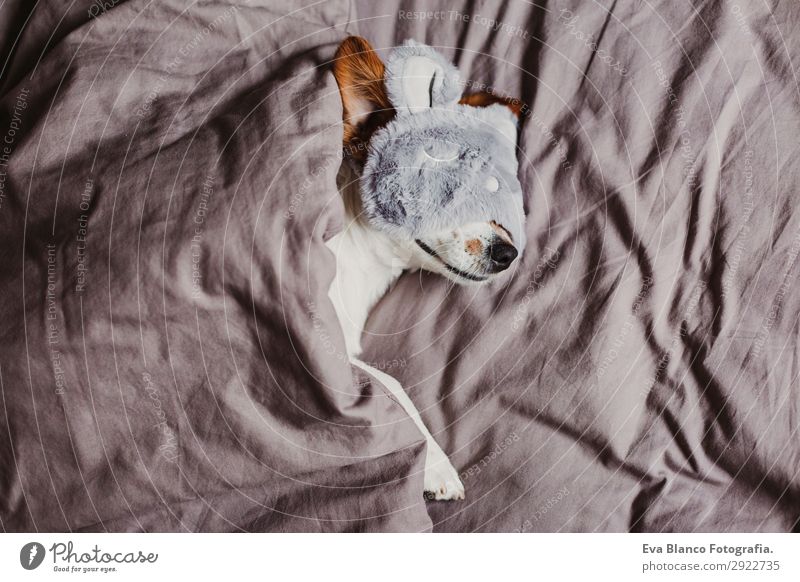 süßer kleiner Hund auf dem Bett liegend und mit Schlafmaske Lifestyle Erholung Sommer Wohnung Haus Schlafzimmer Tier Herbst Haustier Maus 1 schlafen Coolness