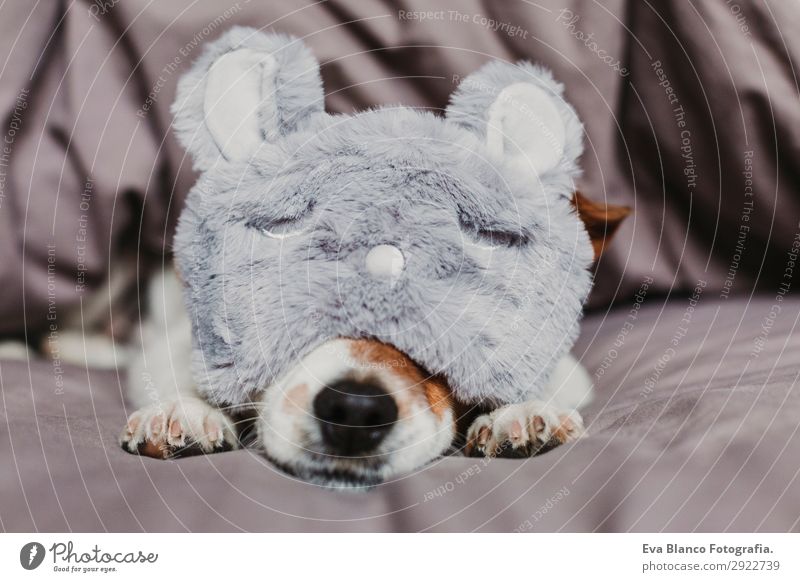 süßer kleiner Hund auf dem Bett liegend und mit Schlafmaske Lifestyle Erholung Sommer Wohnung Haus Raum Schlafzimmer Tier Herbst Haustier Maus 1 schlafen