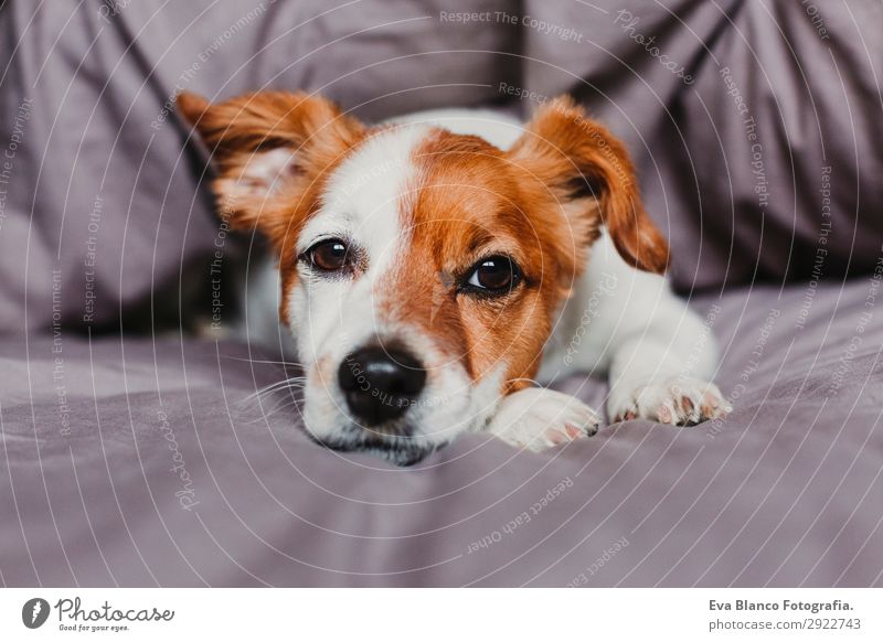 süßer kleiner Hund, der auf dem Bett liegt und sich gelangweilt oder müde fühlt. Glück schön Gesicht Winter Haus Tier Herbst Haustier 1 schlafen sitzen warten