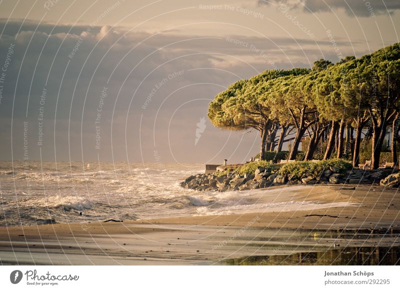 Korsika II Ferien & Urlaub & Reisen Freiheit Sommer Sommerurlaub Sonnenbad Strand Meer Insel Wellen Umwelt Natur Landschaft Lebensfreude Baum Wellness