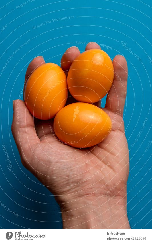 Drei Ostereier in der Hand Lebensmittel Bioprodukte Gesunde Ernährung Feste & Feiern Ostern Mann Erwachsene Finger wählen berühren festhalten frisch blau orange