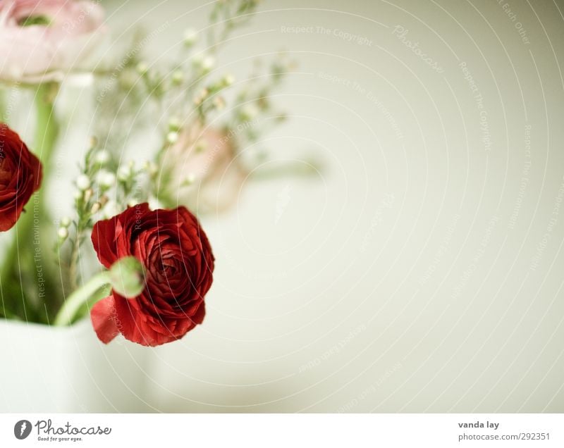 Frühlingsgruß Pflanze Blume Ranunkel rot Vase Blumenstrauß Blüte Farbfoto Nahaufnahme Detailaufnahme Menschenleer Textfreiraum rechts Unschärfe