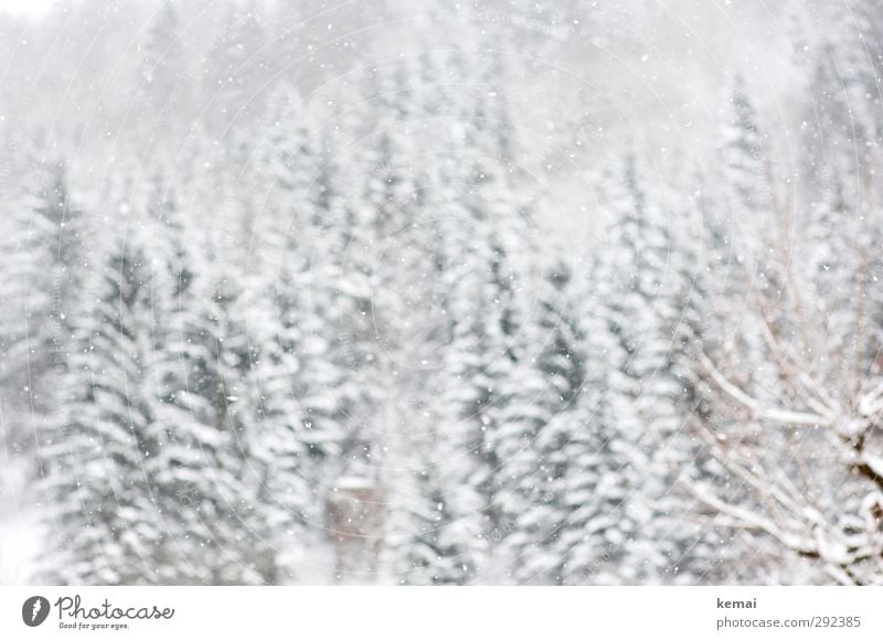 Weiße Pracht Umwelt Natur Landschaft Winter Eis Frost Schnee Schneefall Baum Fichte Tanne Wald Hügel hell kalt weiß Winterlicht Farbfoto Gedeckte Farben