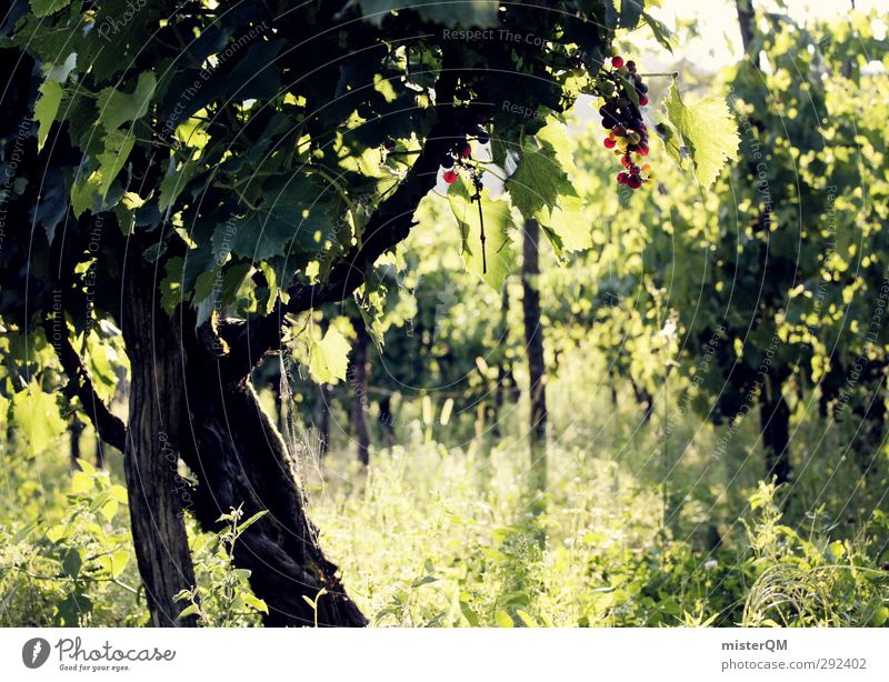 Weinberg. Umwelt Natur Landschaft Pflanze ästhetisch Weintrauben Weinbau Weinlese Weingut grün Italien Farbfoto Gedeckte Farben Außenaufnahme Detailaufnahme