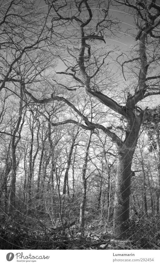 strange highs strange lows Natur Landschaft Tier Winter Pflanze Baum Wald Holz stehen alt dunkel gruselig trist Stimmung Kraft Traurigkeit Senior geheimnisvoll