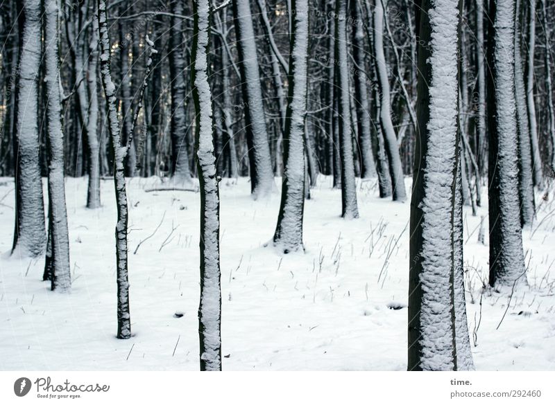 Winterschlaf Umwelt Natur Klima Schnee Pflanze Baum Wald Waldrand Ast Buchenwald elegant Zusammensein groß kalt lang Gelassenheit geduldig ruhig Ausdauer