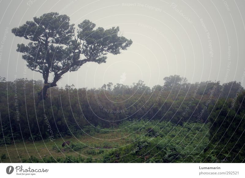 Dasein Umwelt Landschaft Tier schlechtes Wetter Nebel Pflanze Baum Sträucher dunkel kalt Gefühle ruhig Einsamkeit Vergänglichkeit Madeira Wachstum trist