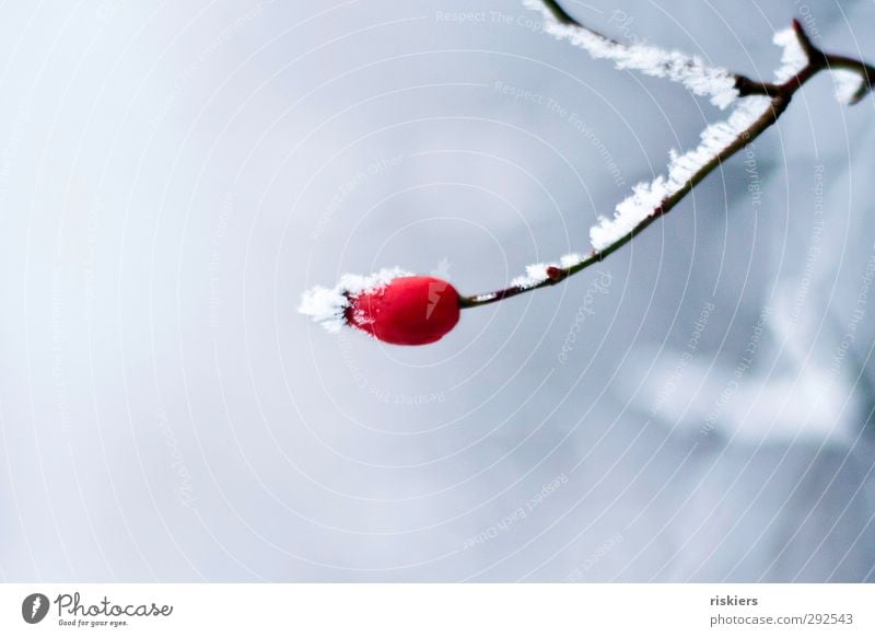 red Umwelt Winter Eis Frost Schnee Pflanze Hagebutten Wald rot Kraft ruhig Einsamkeit Idylle kalt Farbfoto Außenaufnahme Textfreiraum oben Textfreiraum unten