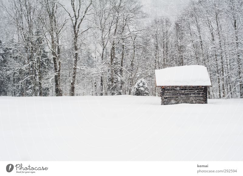 Februarschnee Umwelt Natur Landschaft Pflanze Winter Eis Frost Schnee Schneefall Baum Wiese Hütte frisch hell kalt klein weiß Tiefschnee Gedeckte Farben
