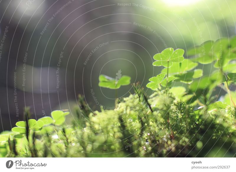 Glücksklee Umwelt Natur Pflanze Sonnenlicht Moos Blatt Wald leuchten dehydrieren Wachstum frisch klein nah nass trocken Wärme blau grau grün Detailaufnahme Klee