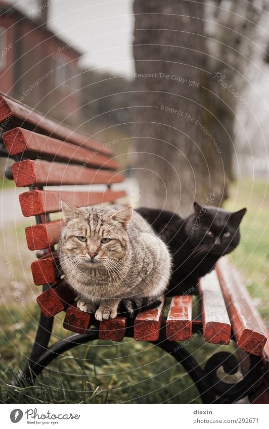 Black and orange stray cat sittin' on a bench - Vol.1 Park Tier Haustier Katze 2 Parkbank hocken Blick sitzen kuschlig wild Herumtreiben verwildert Farbfoto